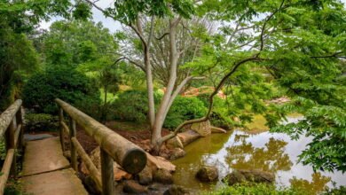 Kirstenbosch National Botanical Garden